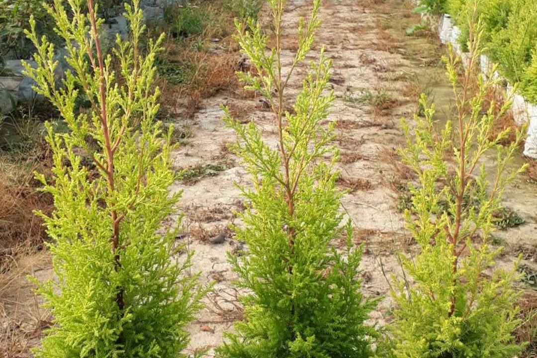 Golden juniperus