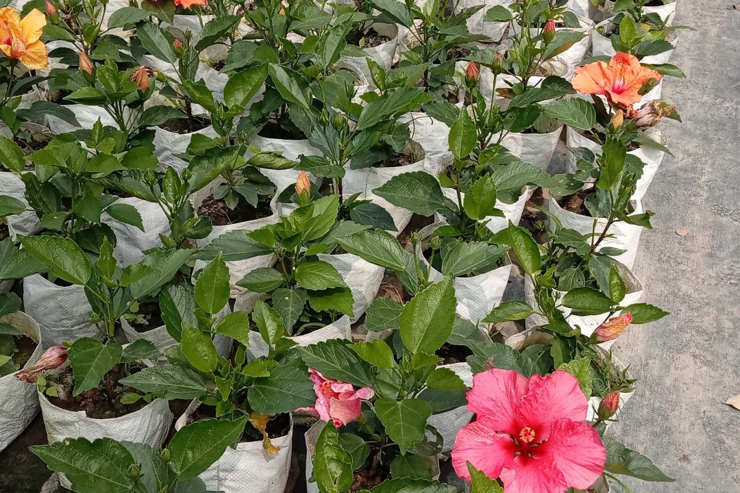 Hibiscus flower plant